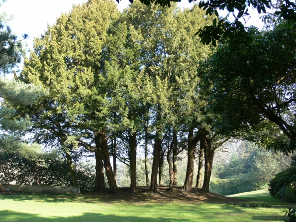 Bois des Moutiers (10) mars 2012